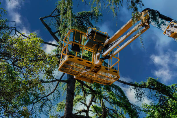 Professional  Tree Services in Nanuet, NY